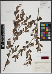 Foto von Salix atrocinerea subsp. galegana Rech. f.